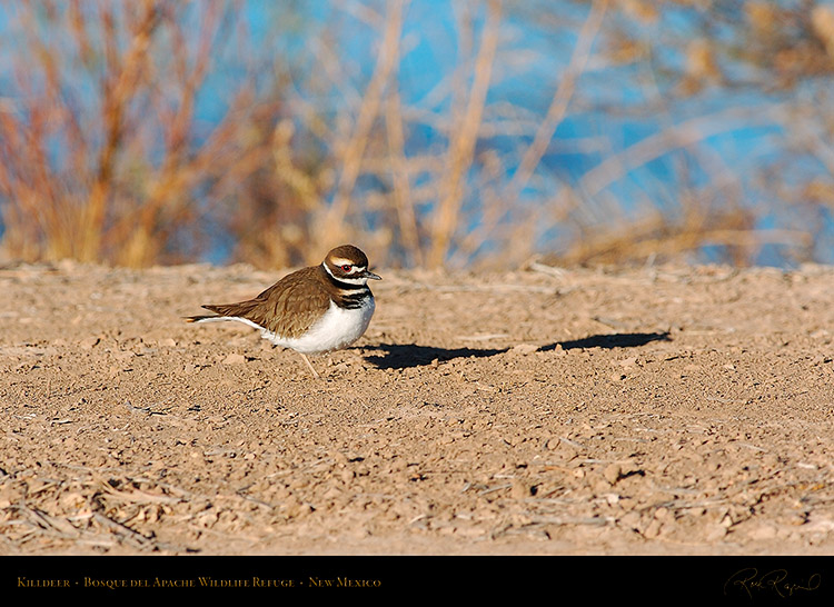 Killdeer_1770