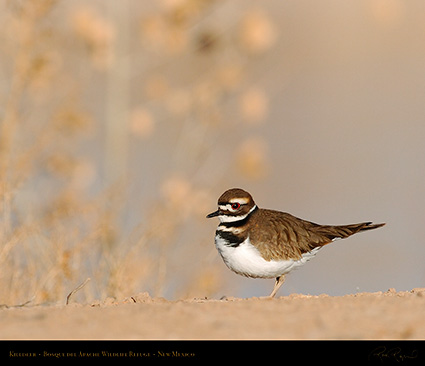 Killdeer_1777M