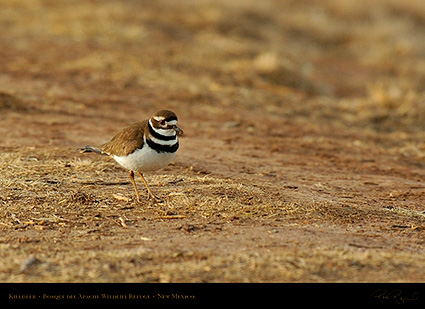 Killdeer_6595