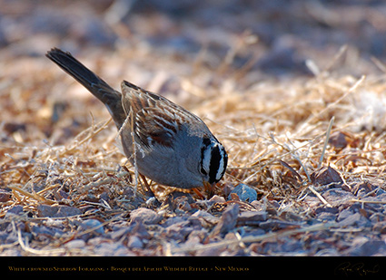 White-Crowned_Sparrow_Foraging_X6522