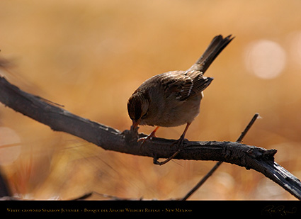 White-Crowned_Sparrow_Juvenile_2096
