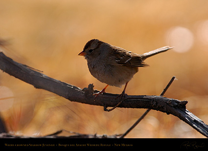 White-Crowned_Sparrow_Juvenile_2097