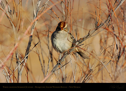 White-Crowned_Sparrow_Juvenile_5898