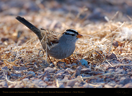 White-Crowned_Sparrow_X6524