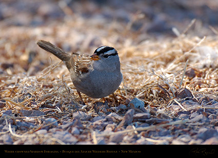 White-Crowned_Sparrow_X6533
