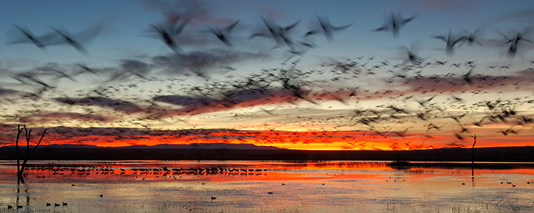 Bosque_DawnFlyout_X8725