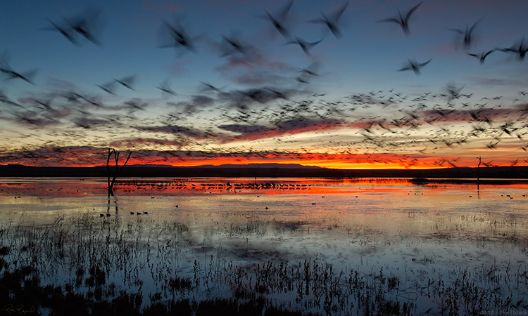 Bosque_DawnFlyout_X8726