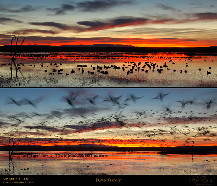 Bosque_DawnFlyout_XL