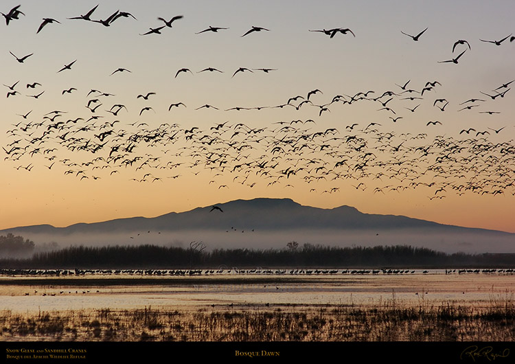 Bosque_Dawn_2735
