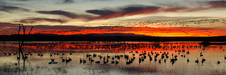 Bosque_Dawn_X8721pano