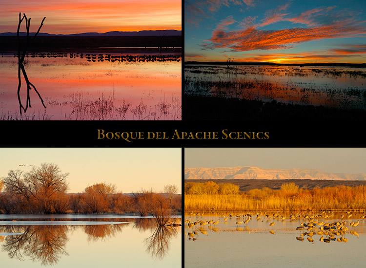 Bosque_Scenics