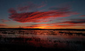 Bosque_Sunrise_4495