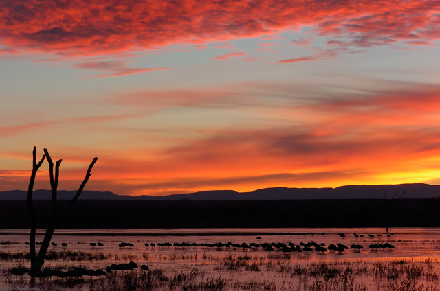 Bosque_Sunrise_6491