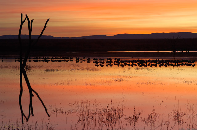 Bosque_Sunrise_X9234