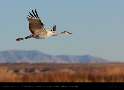 SandhillCrane_EveningFly-in_HS6357