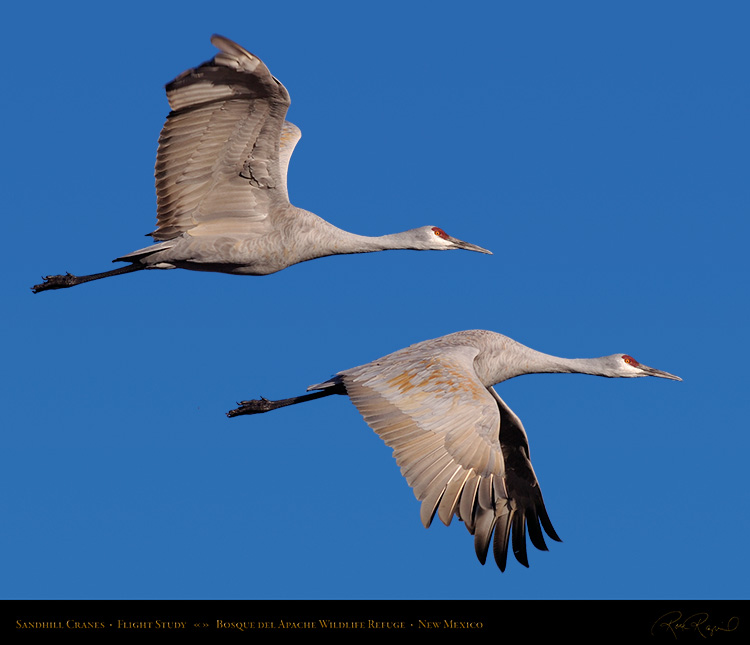 SandhillCrane_FlightStudy_HS6295-96M