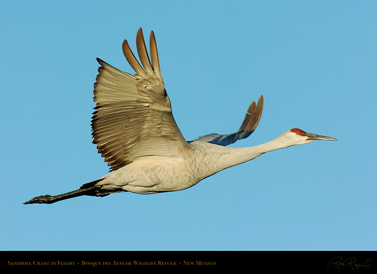 SandhillCrane_Flight_4098