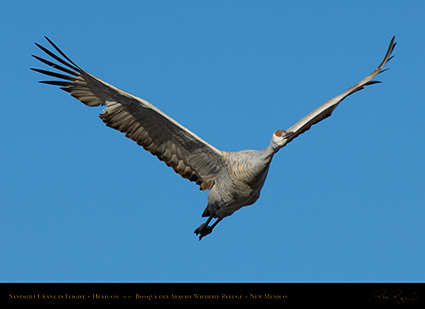 SandhillCrane_Flight_X8941