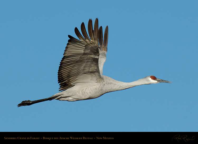 SandhillCrane_Flight_X8944