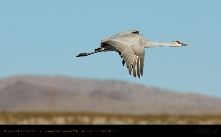 SandhillCrane_Flight_X8952