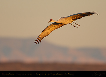 SandhillCrane_Floating_in_atSunset_X3479