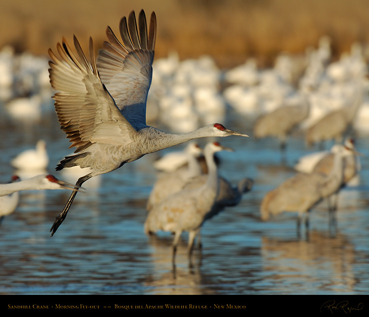 SandhillCrane_Flyout_X9438M