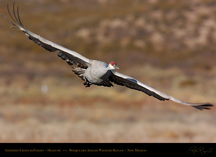 SandhillCrane_Head-on_1851