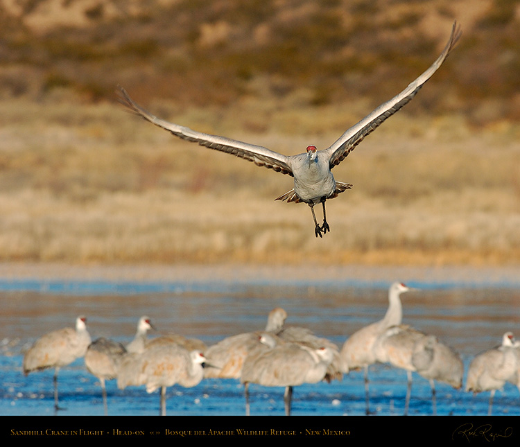 SandhillCrane_Head-on_2636M