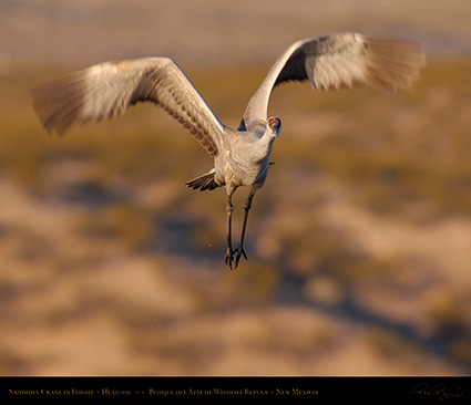 SandhillCrane_Head-on_X8759M