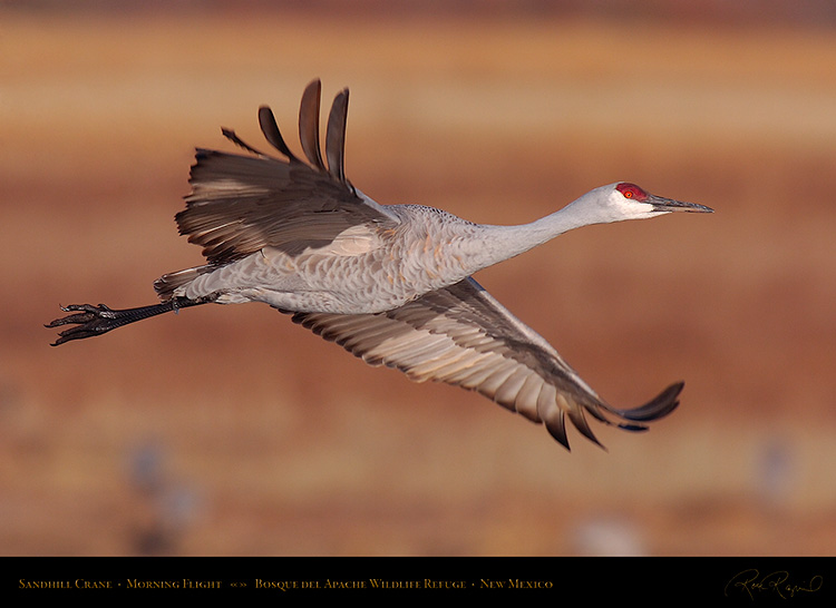 SandhillCrane_MorningFlight_HS0732