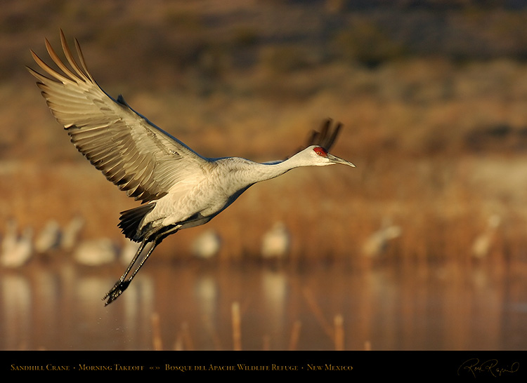 SandhillCrane_MorningTakeoff_4792