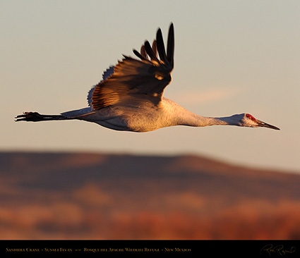 SandhillCrane_SunsetFly-by_HS6414M