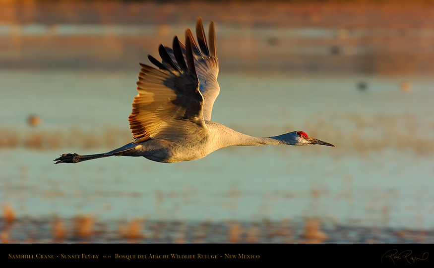 SandhillCrane_Sunset_Fly-by_3097_16x9