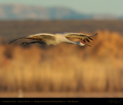 SandhillCrane_Sunset_Fly-by_3129M