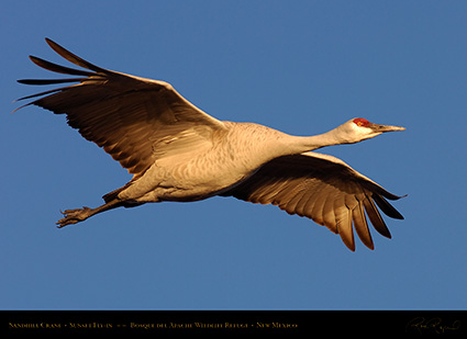 SandhillCrane_Sunset_HS6401