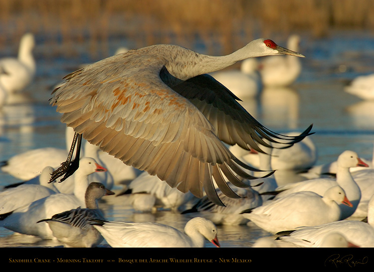 SandhillCrane_takeoff_4615