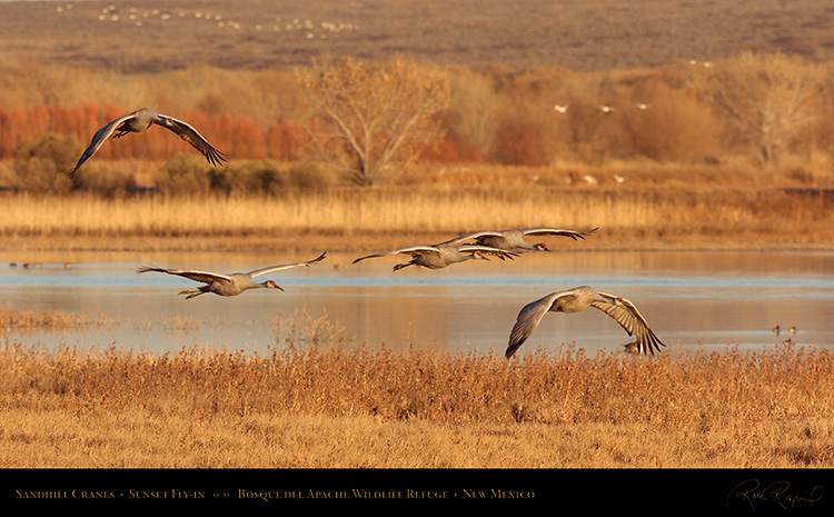 SandhillCranes_Fly-in_HS6371