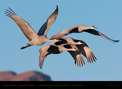 SandhillCranes_FormationFlight_4198