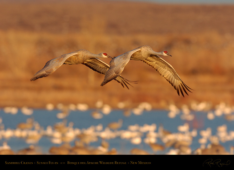 SandhillCranes_SunsetFly-in_6999