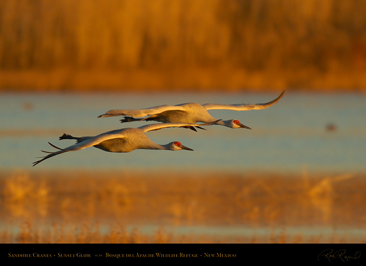 SandhillCranes_SunsetGlide_X4060