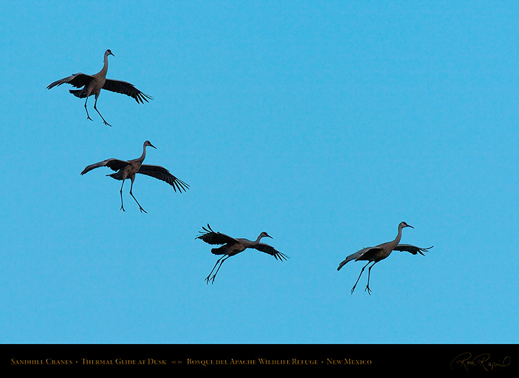 SandhillCranes_ThermalGlide_5991