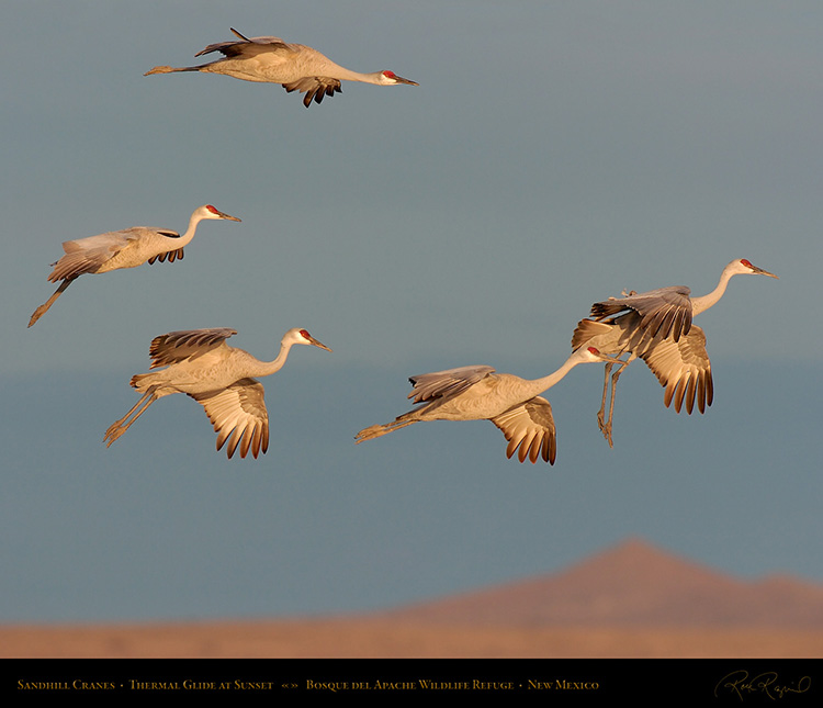 SandhillCranes_ThermalGlide_6933M