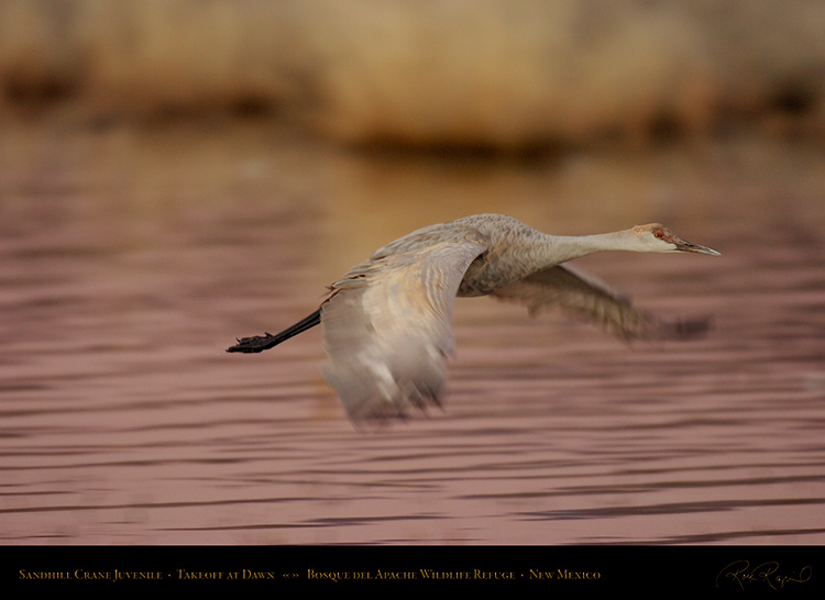 SandhillJuvenile_MauveTakeoff_3360