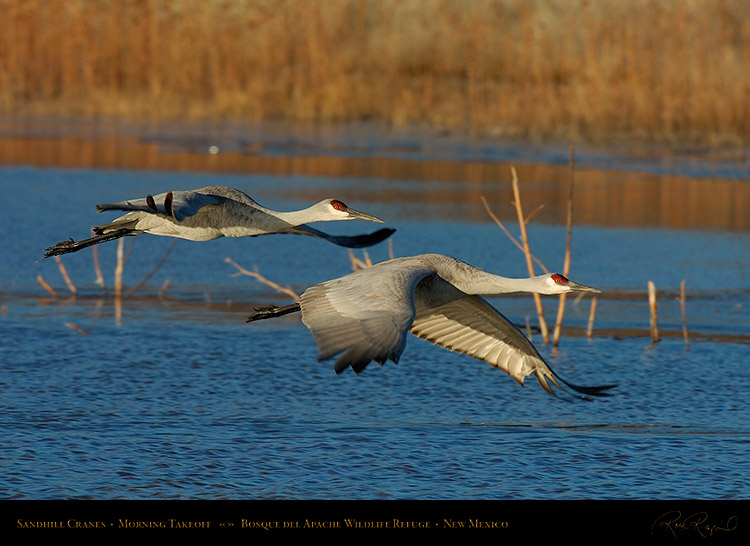 SandhillTakeoff_4726