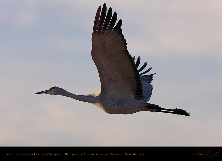 Sandhill_atSunrise_HS6250