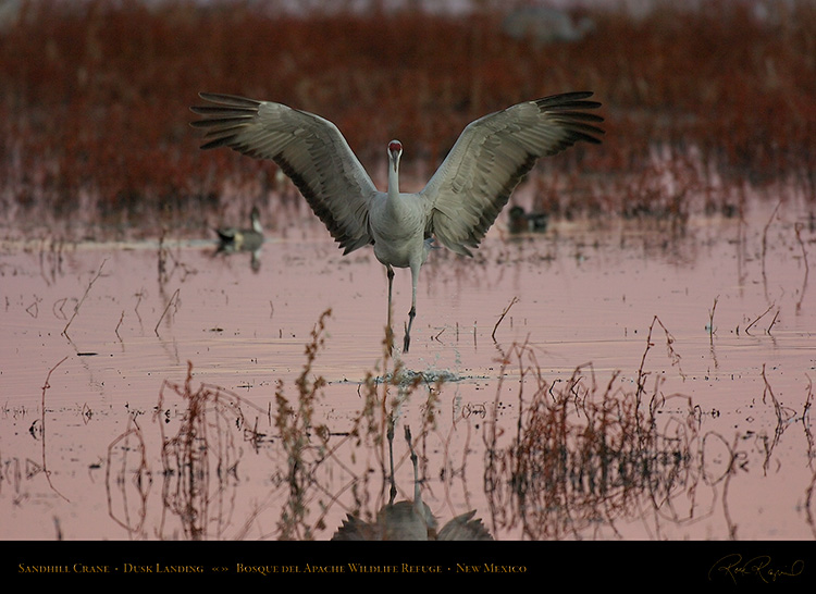 SandhillCrane_DuskLanding_6246