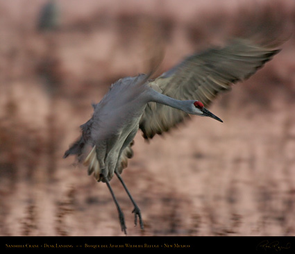 SandhillCrane_DuskLanding_6307M