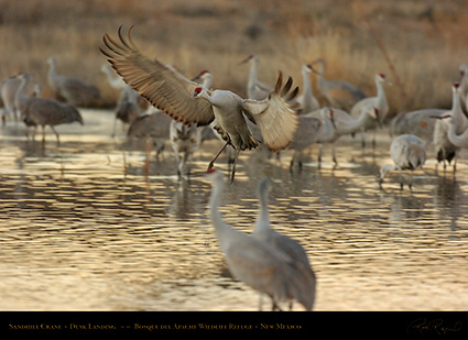 SandhillCrane_DuskLanding_7122