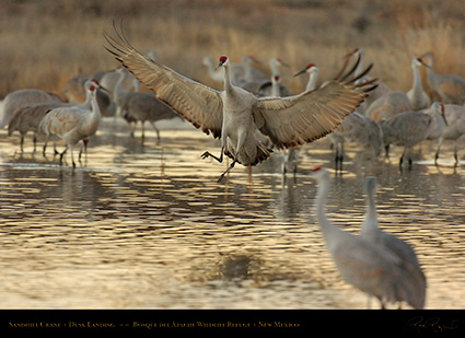 SandhillCrane_DuskLanding_7124