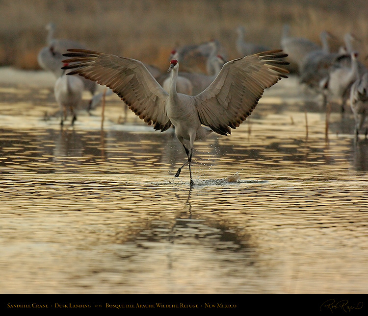 SandhillCrane_DuskLanding_7130M